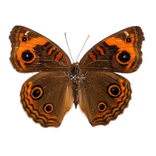 JUNONIA EVARETE The tropical buckeye butterfly